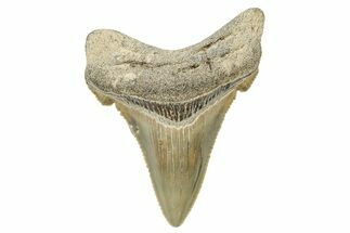 Serrated Angustidens Tooth - Megalodon Ancestor #240174