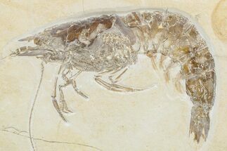 Huge, Fossil Shrimp (Aeger) - Solnhofen Limestone #240223