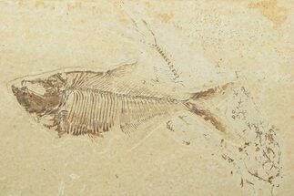 Fossil Fish (Diplomystus) - Wyoming #240351