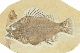 Fossil Fish (Priscacara) With Knightia - Wyoming #240367