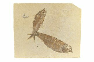 Two Detailed Fossil Fish (Knightia) - Wyoming #240380