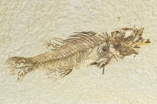 Rare, Fossil Fish (Hypsiprisca) - Wyoming #240382