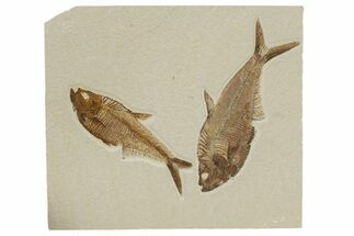 Two Detailed Fossil Fish (Diplomystus) - Wyoming #240373