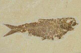 Fossil Fish (Knightia) - Green River Formation #240446