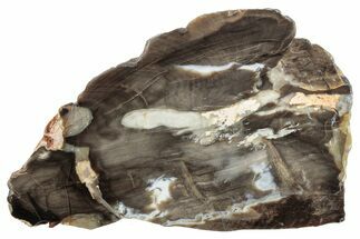 Petrified Peanut Wood Slab - Australia #239833