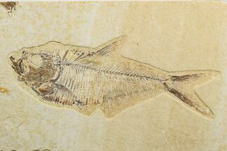 Fossil Fish (Diplomystus) - Wyoming #240403