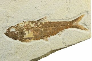 Fossil Fish (Knightia) - Green River Formation #240440