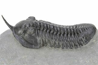 Morocconites Trilobite Fossil - Ofaten, Morocco #240534
