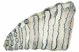 Polished Mammoth Molar Section - South Carolina #240469