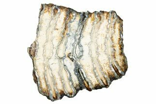 Polished Mammoth Molar Slice - South Carolina #240474