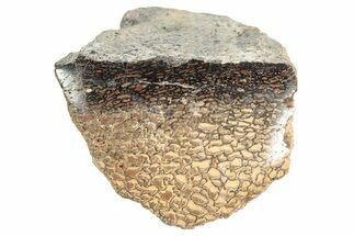 Polished Dinosaur Bone (Gembone) Section - Utah #240717