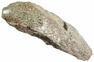 Polished Dinosaur Bone (Gembone) Section - Utah #240718