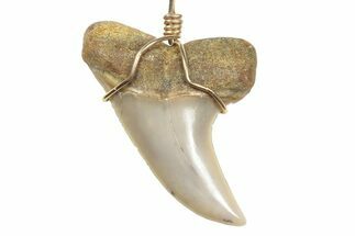 Fossil Hooked White Shark Tooth Necklace - Bakersfield, California #240680