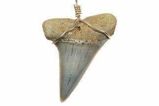 Fossil Shark Tooth Necklace - Bakersfield, California #240682