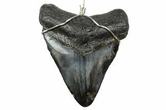 Fossil Juvenile Megalodon Tooth Necklace - South Carolina #240688