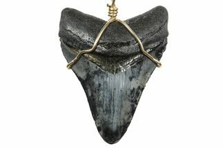Fossil Juvenile Megalodon Tooth Necklace - South Carolina #240696