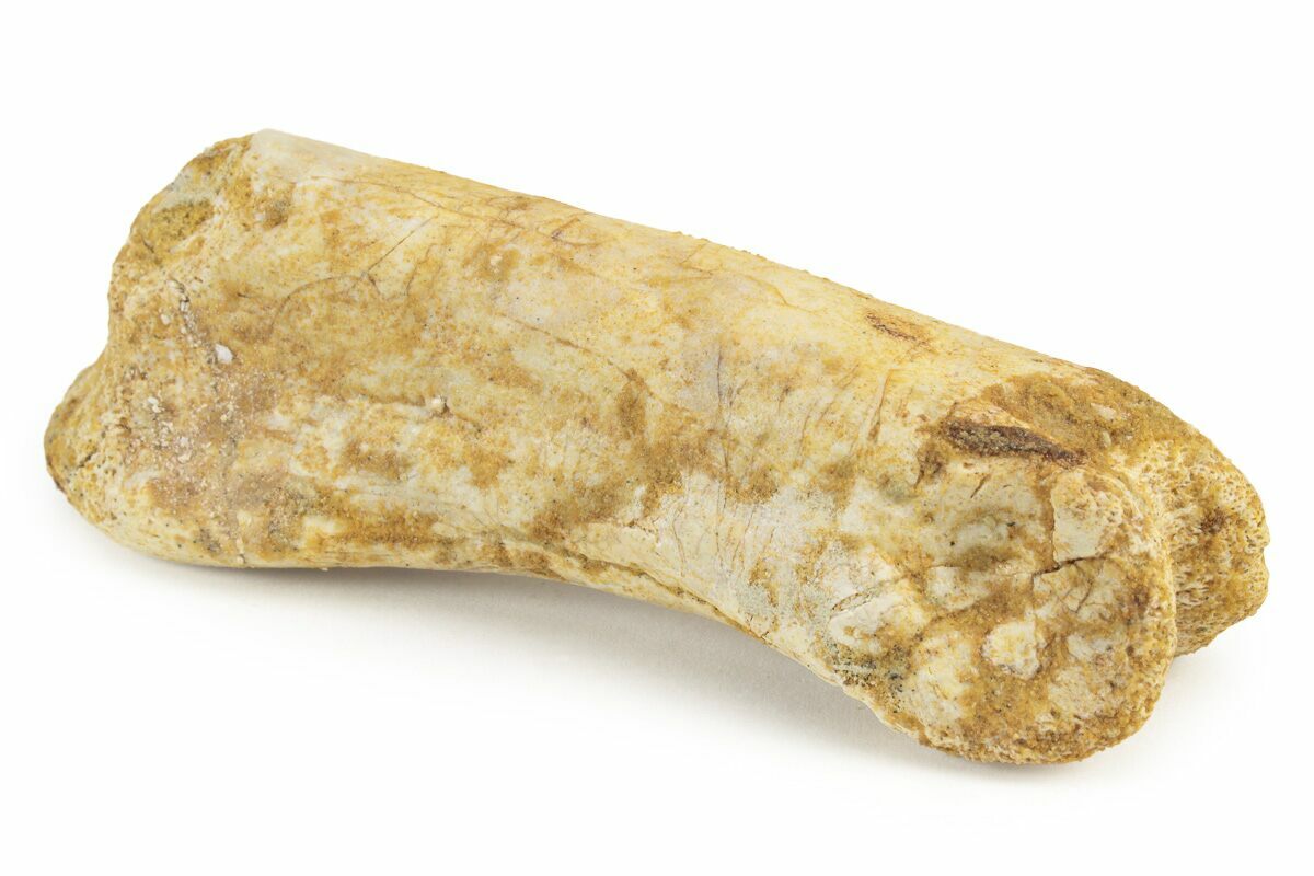 3" Fossil Toe Bone Kem Kem Beds, Morocco (241027) For Sale