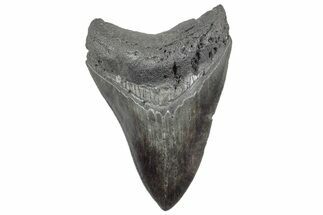 Serrated, Fossil Megalodon Tooth - South Carolina #236288