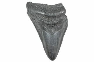 Partial Fossil Megalodon Tooth - South Carolina #236326