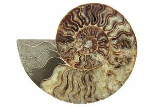 Cut & Polished Ammonite Fossil (Half) - Madagascar #241020