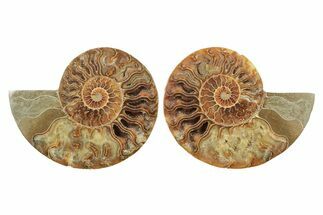 Cut & Polished, Agatized Ammonite Fossil - Madagascar #240938