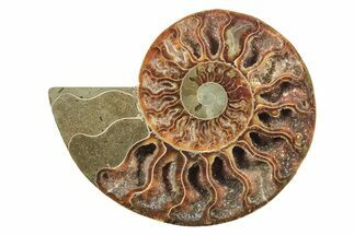 Cut & Polished Ammonite Fossil (Half) - Madagascar #240967