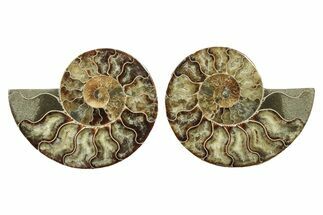 Cut & Polished, Agatized Ammonite Fossil - Madagascar #240988