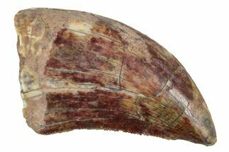 Serrated, Megalosaurid Dinosaur (Afrovenator) Tooth - Niger #241101
