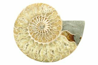 Cut & Polished Ammonite Fossil (Half) - Madagascar #240994
