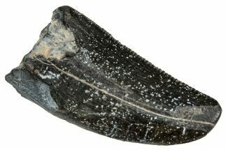 Serrated, Megalosaurid Dinosaur (Afrovenator) Tooth - Niger #241145