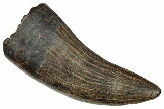 Serrated Tyrannosaur Tooth - Judith River Formation #241246
