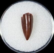 Red Raptor Tooth From Morocco - #14427