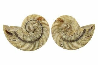 Jurassic Cut & Polished Nautilus (Cymatoceras) Fossil -Madagascar #241138