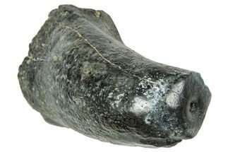 Fossil Desmostylus (Hippo-Like Animal) Premolar - California #241174
