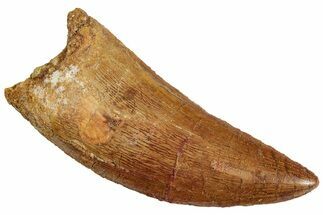 Serrated, Carcharodontosaurus Tooth - Real Dinosaur Tooth #241352