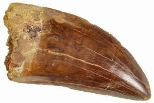 Buy Carcharodontosaurus Teeth