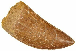 Serrated, Carcharodontosaurus Tooth - Real Dinosaur Tooth #241377