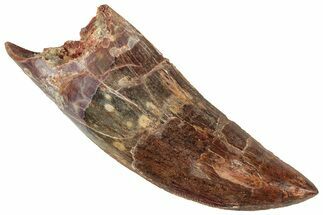 Serrated, Carcharodontosaurus Tooth - Real Dinosaur Tooth #241379