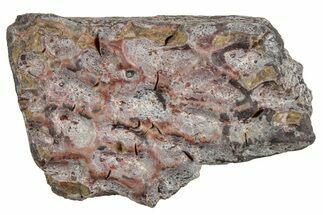 Triassic Amphibian (Metoposaurus) Scute Section - Arizona #241469