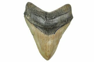 Fossil Megalodon Tooth - North Carolina #236809