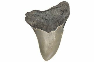 Serrated, Fossil Megalodon Tooth - North Carolina #236873