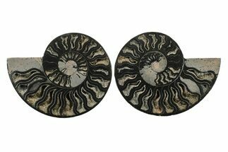 Cut & Polished Ammonite Fossil - Unusual Black Color #241505