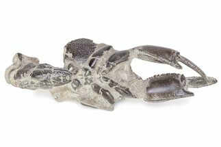 Fossil Mud Lobster (Thalassina) - Indonesia #241907