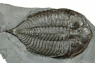 Dalmanites Trilobite Fossil - New York #241915