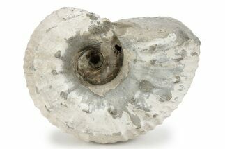 Bumpy Liparoceras Ammonite - Gloucestershire, UK #241749