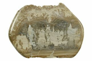 Triassic Aged Stromatolite Fossil - England #242024