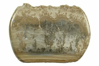 Triassic Aged Stromatolite Fossil - England #242030