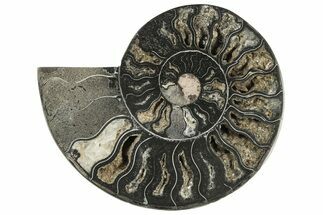 Cut & Polished Ammonite Fossil (Half) - Unusual Black Color #241551