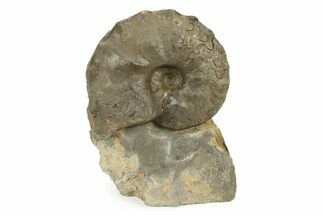 Triassic Ammonite (Ceratites posseckeri) Fossil - Germany #242202