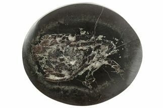 Polished Fish Coprolite (Fossil Poo) Nodule Half - Scotland #242046